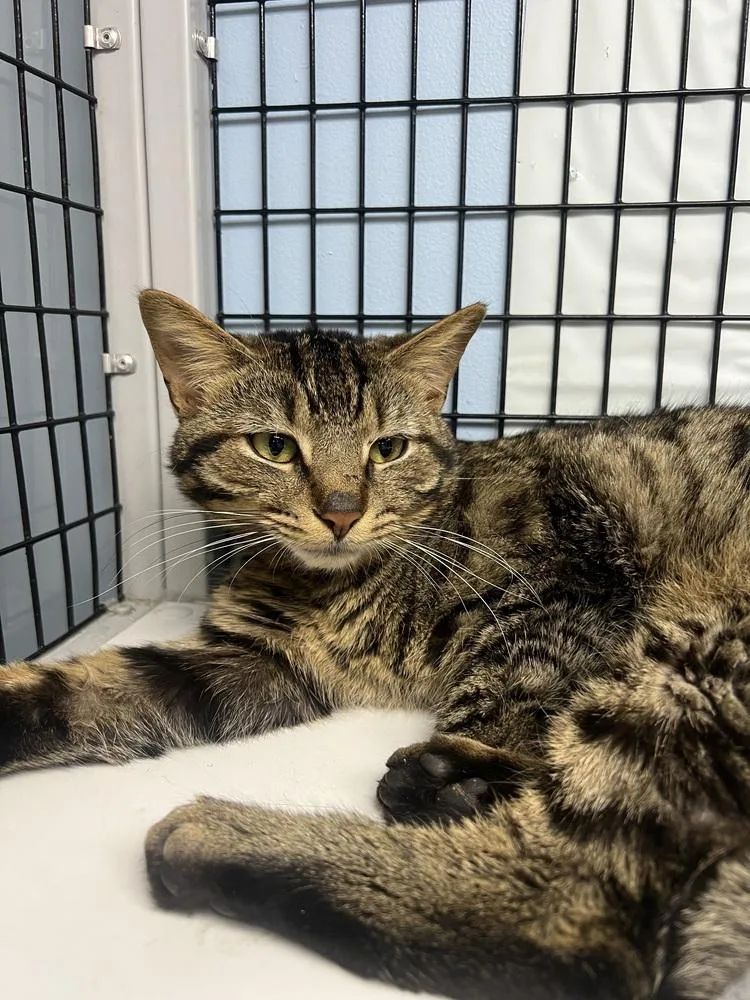 Odin Iii thumbnail 2