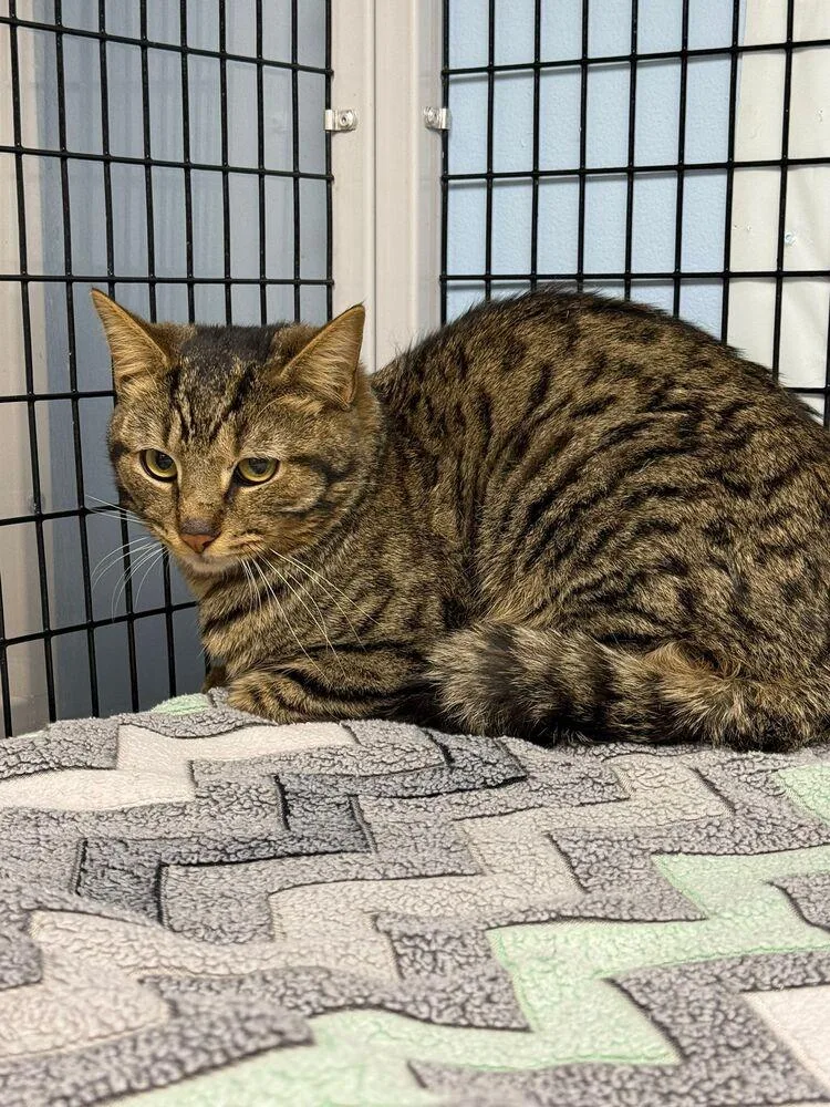 Odin Iii thumbnail 3