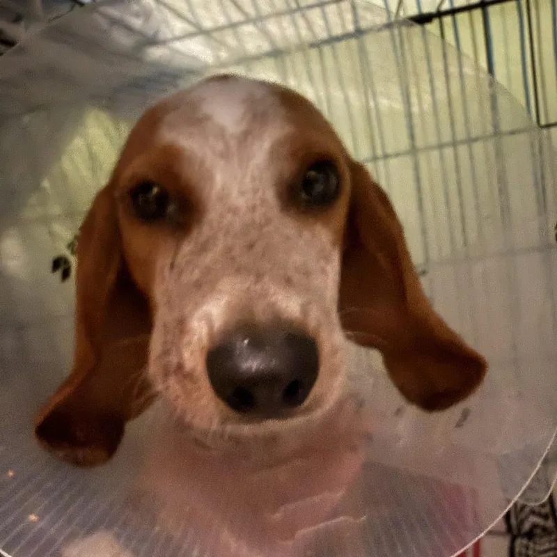 A baby medium-sized male Brown / Chocolate Beagle dog named Winchester for adoption in Austin, TX