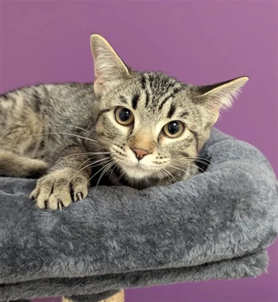 A baby small-sized female Domestic Short Hair cat named Cola for adoption in Olivette, MO