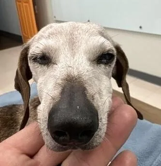 An adult medium-sized female Dachshund dog named Bonnie for adoption in Katy, TX