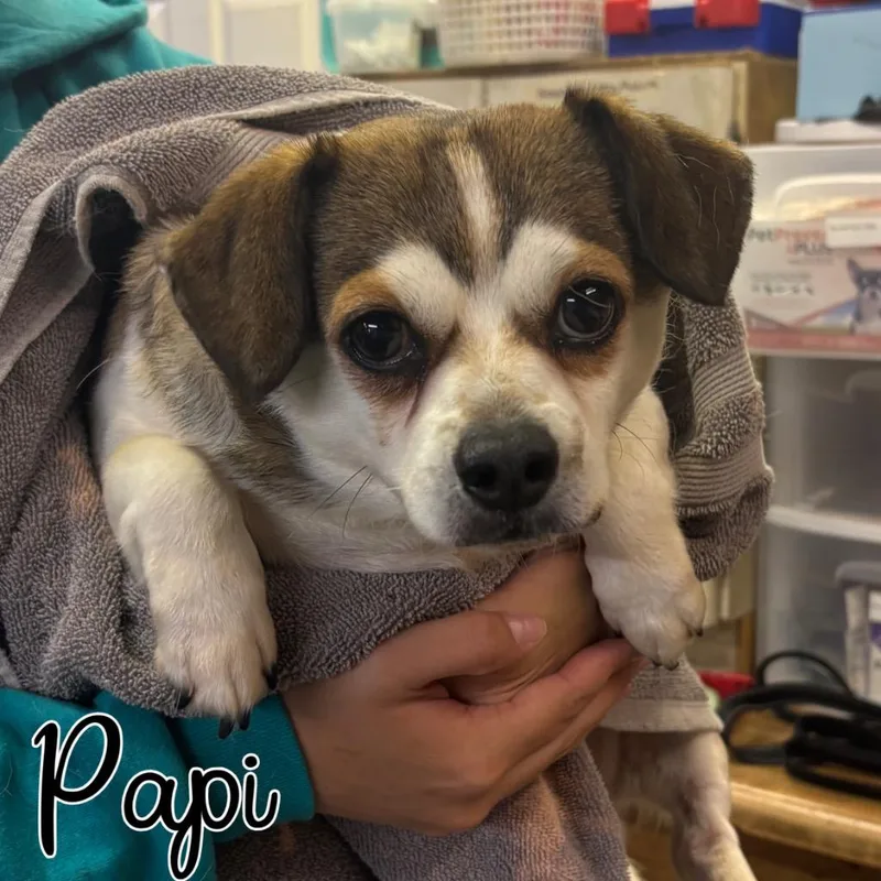 An adult small-sized male Chihuahua dog named Papi for adoption in Hillsboro, OH