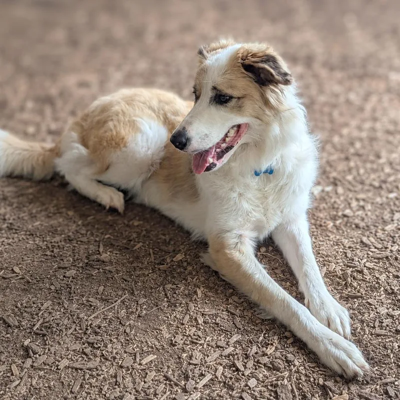 An adult large-sized female White / Cream Anatolian Shepherd dog named Hayley for adoption in Boerne, TX