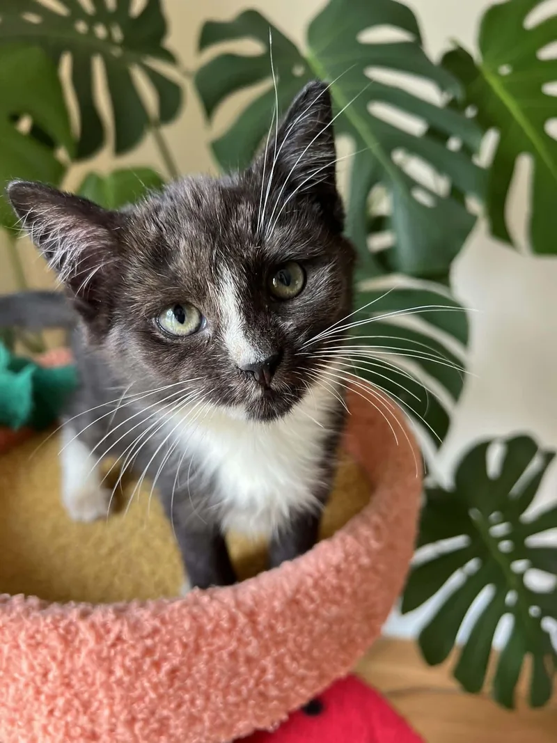 A baby medium-sized female Black & White / Tuxedo Domestic Short Hair cat named Crinkle for adoption in Mullica Hill, NJ