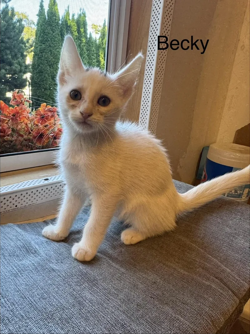 A baby small-sized male White Domestic Short Hair cat named Brody for adoption in Syosset, NY