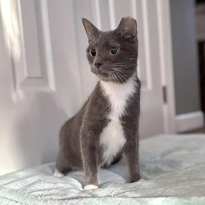 A young medium-sized male Gray & White Domestic Short Hair cat named Pistachio for adoption in Raleigh, NC