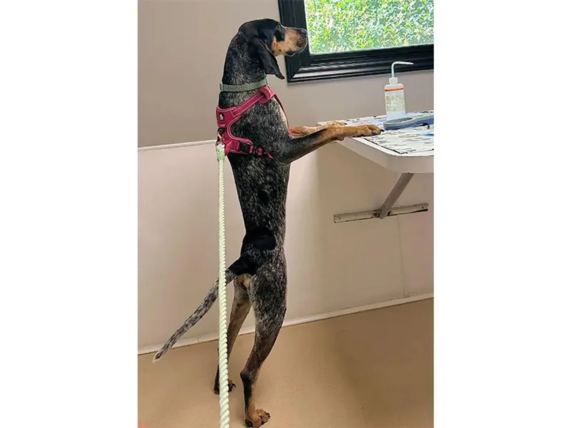 A young large-sized female Bluetick Coonhound dog named Maggie for adoption in Leawood, KS