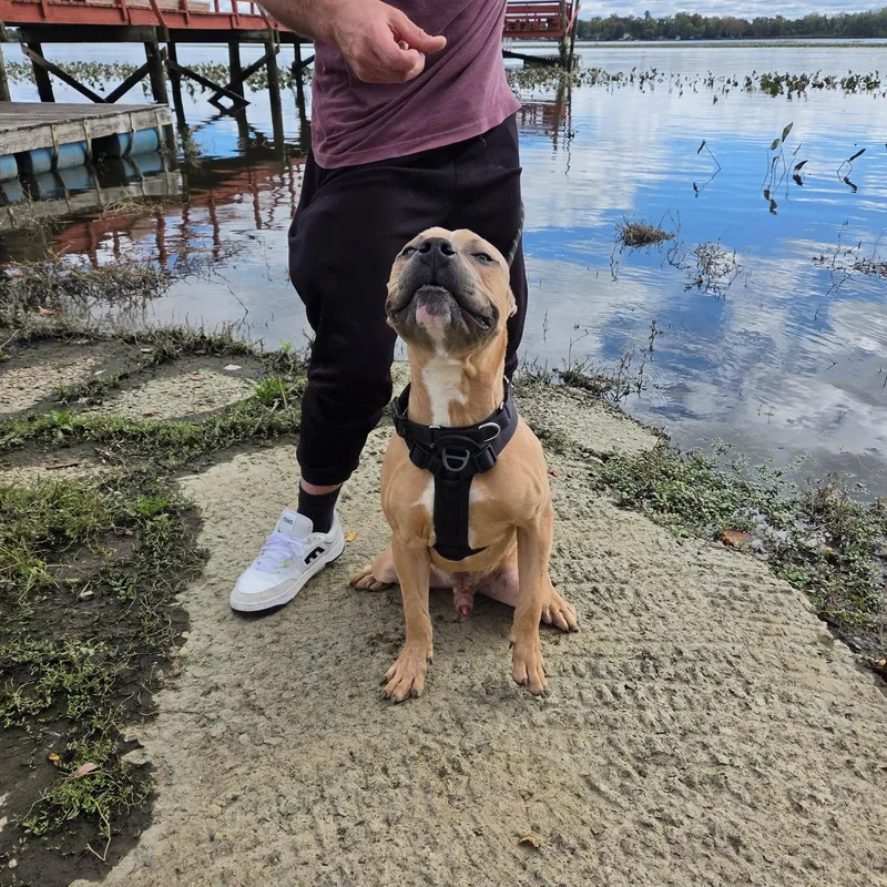 A baby medium-sized male Apricot / Beige American Bully dog named Scar Mufasa for adoption in Newfoundland, NJ