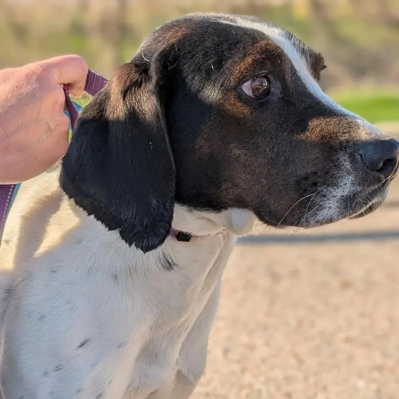 A young medium-sized female White / Cream Hound dog named Jolene for adoption in St. Charles, IL