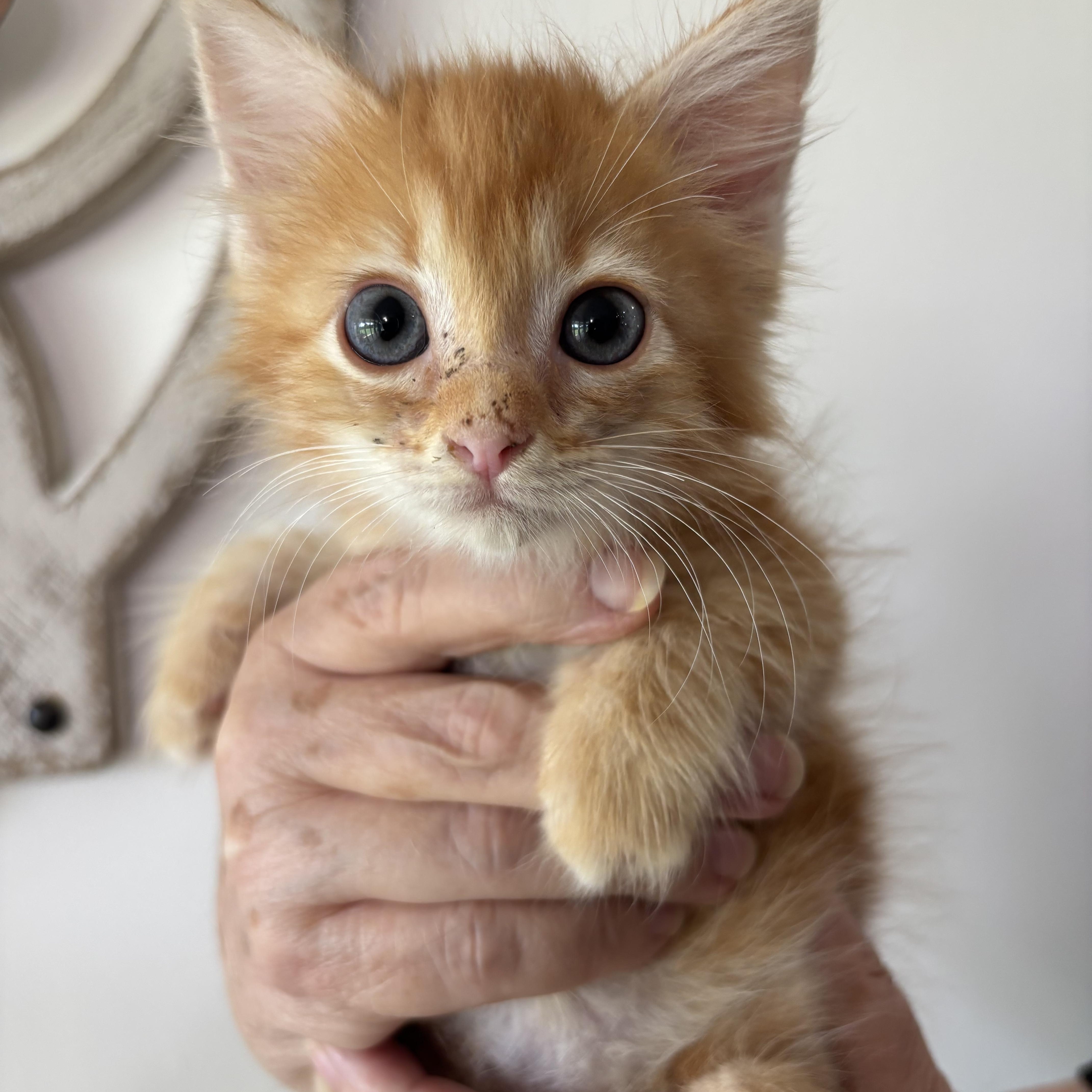 A baby medium-sized male Orange & White Tabby cat named Garfield for adoption in Newfoundland, NJ
