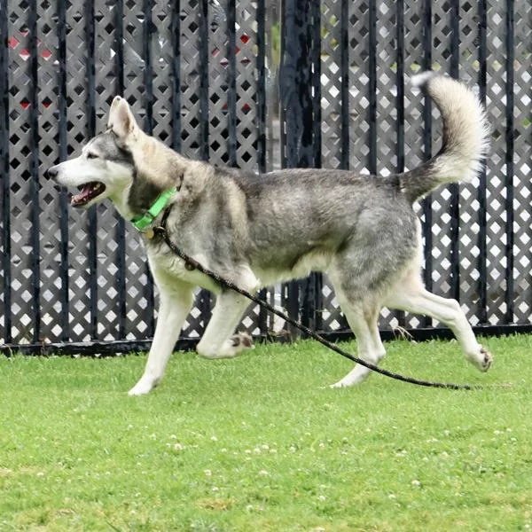 An adult large-sized male Siberian Husky dog named Brutus for adoption in Dublin, CA