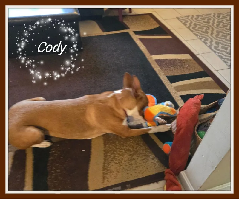 Cody thumbnail 6