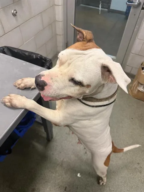 An adult large-sized female Mixed Breed dog named Jam for adoption in Dallas, TX