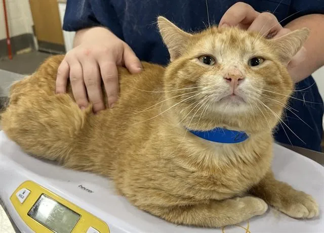 An adult large-sized male Domestic Short Hair cat named Clark Kent for adoption in Upper Marlboro, MD