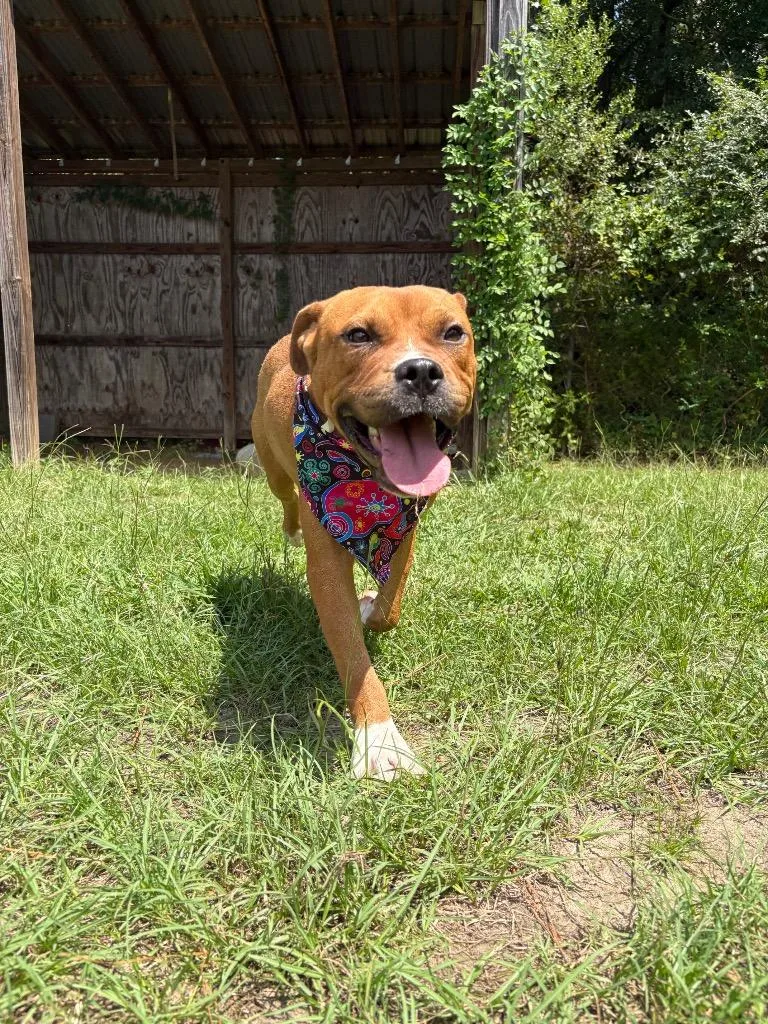 An adult medium-sized male Mixed Breed dog named Mosh Pit for adoption in Winnsboro, SC