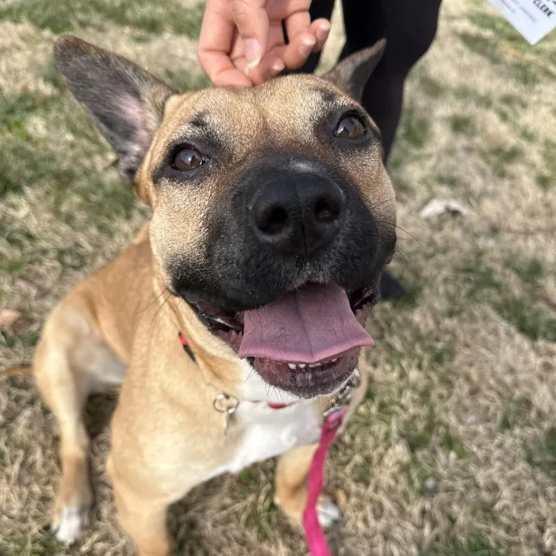 An adult medium-sized female Yellow / Tan / Blond / Fawn Mixed Breed dog named Widget for adoption in Nashville, TN