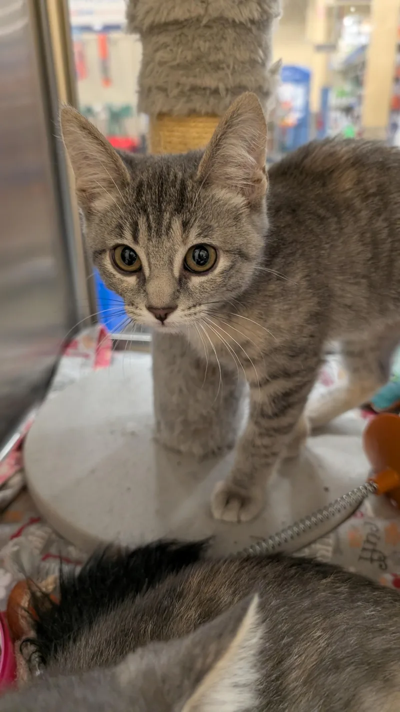 A young medium-sized male Tabby (Gray / Blue / Silver) Domestic Short Hair cat named Paulie for adoption in Missoula, MT