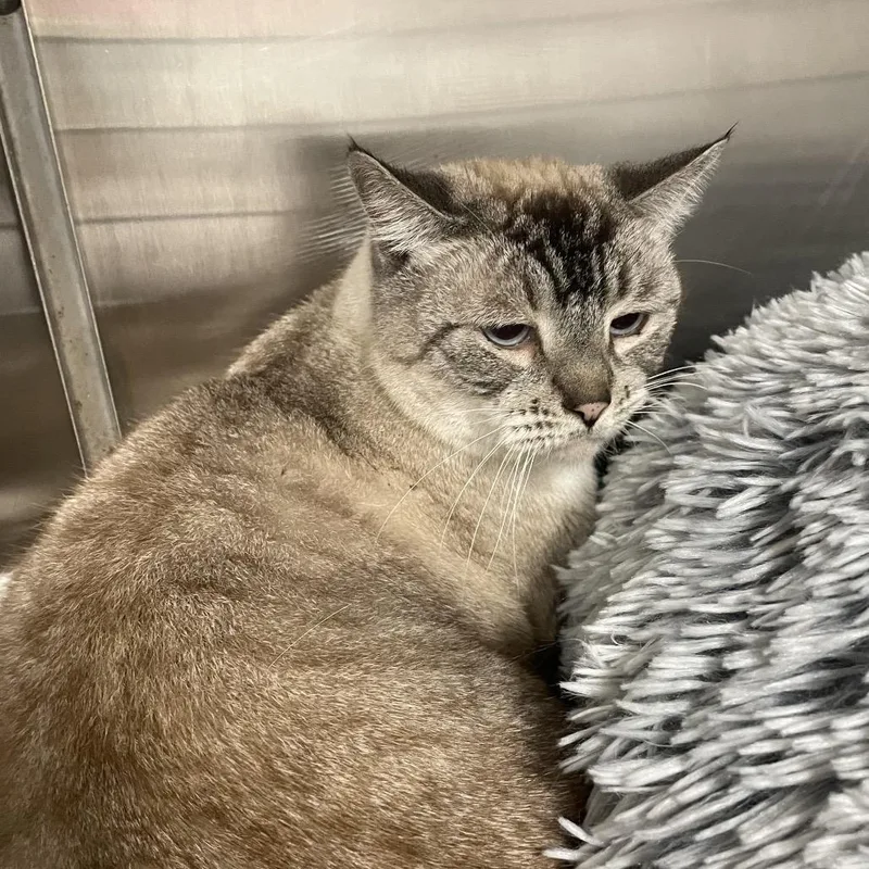An adult medium-sized female Cream / Ivory Siamese cat named Sariyah for adoption in Waldorf, MD