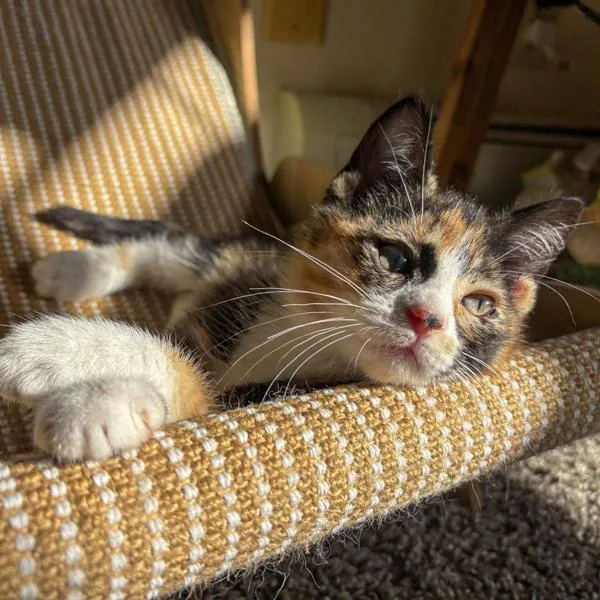 A baby small-sized female Domestic Short Hair cat named Cecilia for adoption in Des Moines, IA