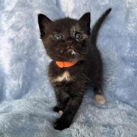 A baby small-sized female Domestic Short Hair cat named Funky Brown for adoption in Camarillo, CA