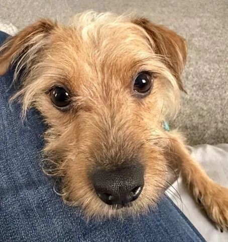 Odie
