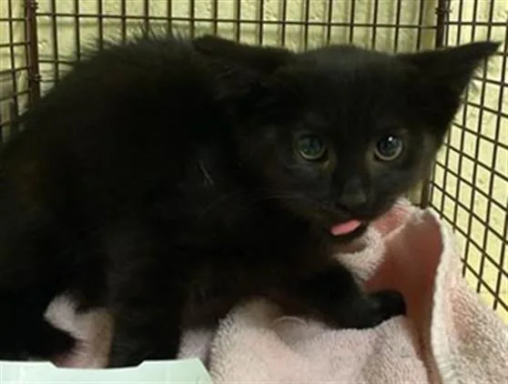 A baby small-sized female Domestic Short Hair cat named Mr. White for adoption in Sacramento, CA