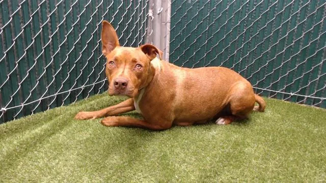 A young medium-sized female Pit Bull Terrier dog named Briana for adoption in Downey, CA