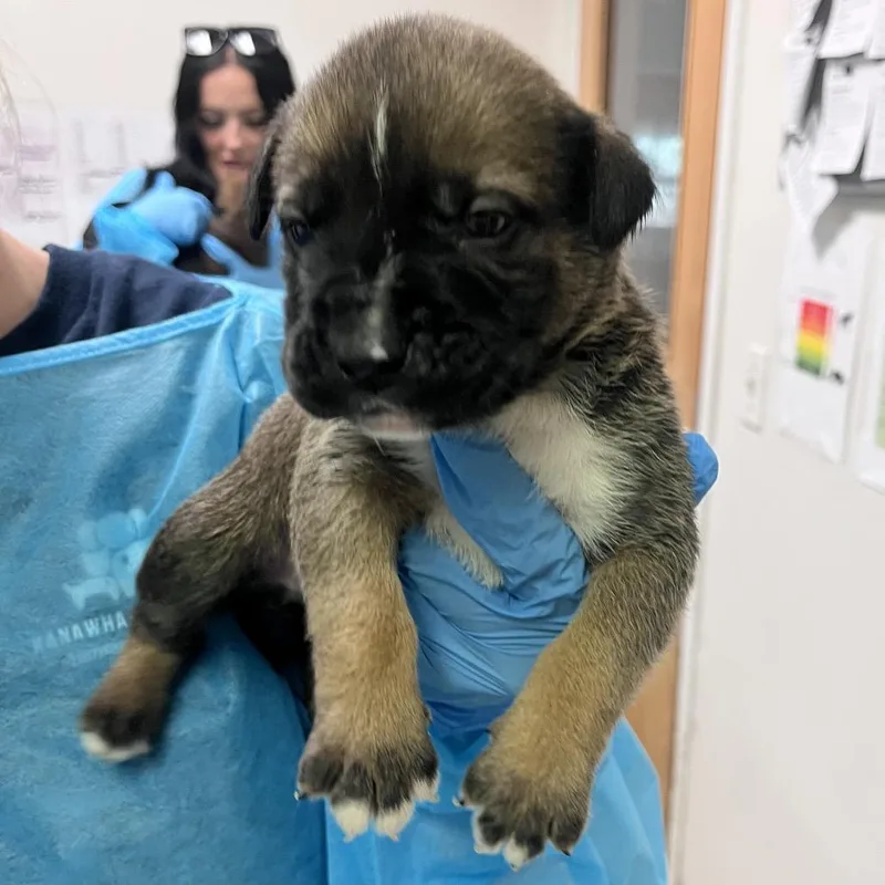 A baby small-sized male Brown / Chocolate Mixed Breed dog named Bambi for adoption in Charleston, WV