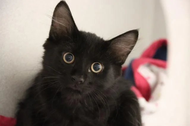 A baby small-sized female Domestic Medium Hair cat named Gabby for adoption in Tucson, AZ