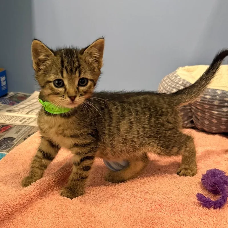 A baby small-sized male Brown / Chocolate Domestic Short Hair cat named Ronald Reagan for adoption in Cheyenne, WY