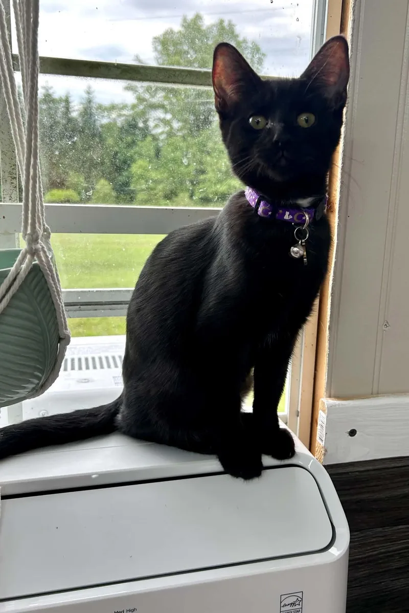 A young medium-sized female Black Domestic Short Hair cat named Almond for adoption in Akron, OH
