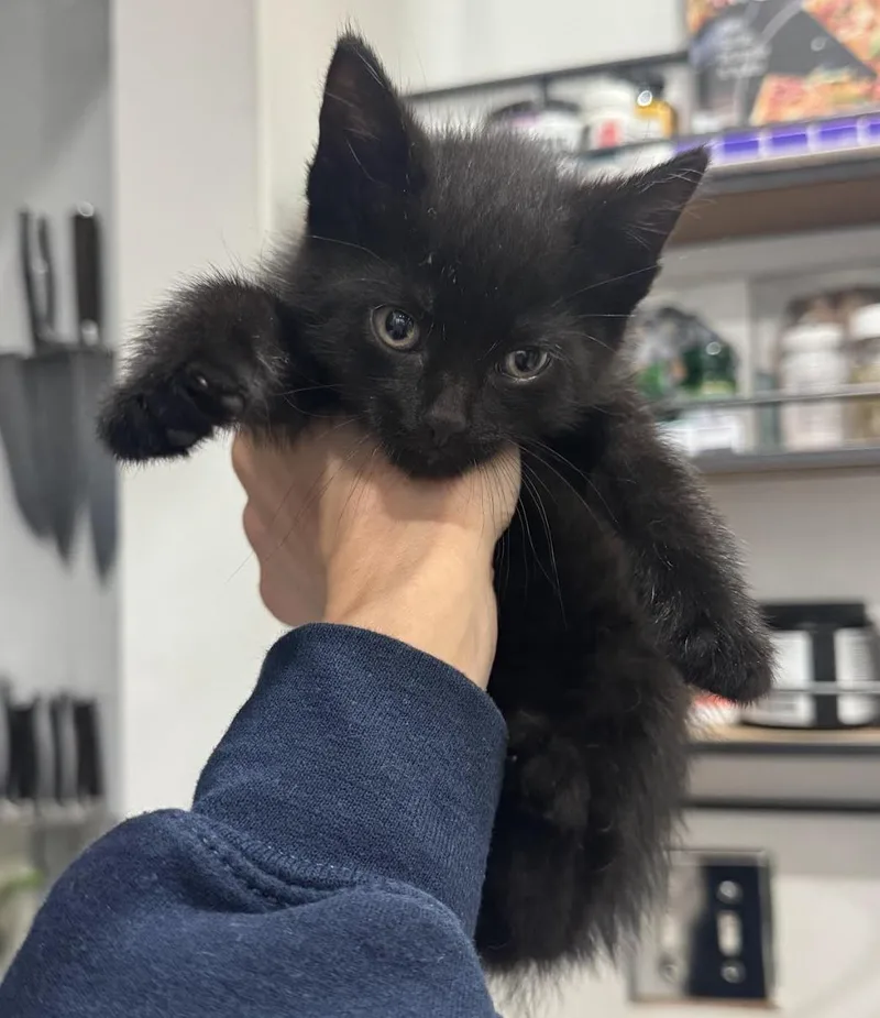 A baby medium-sized male Black Domestic Short Hair cat named Clarence for adoption in New York, NY