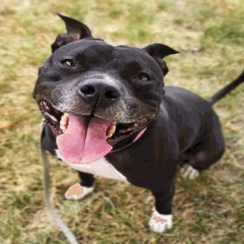 An adult medium-sized female Black Pit Bull Terrier dog named Lakitta D for adoption in Princeton, MN