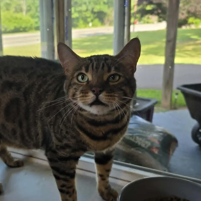 An adult extra large-sized male Tabby (Leopard / Spotted) Bengal cat named "Bigger" Tigger for adoption in Shippenville, PA