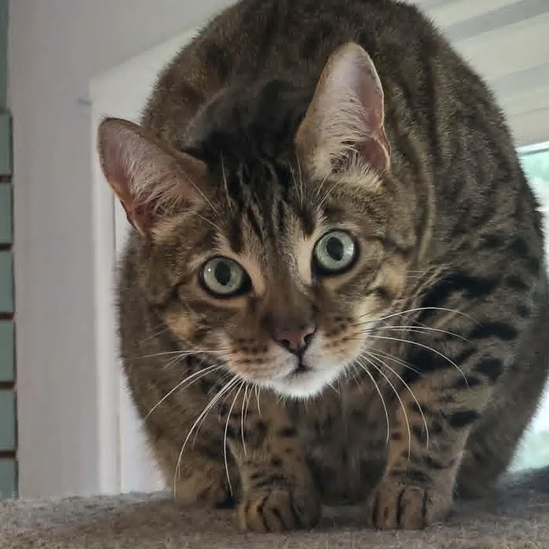 "Bigger" Tigger thumbnail 3