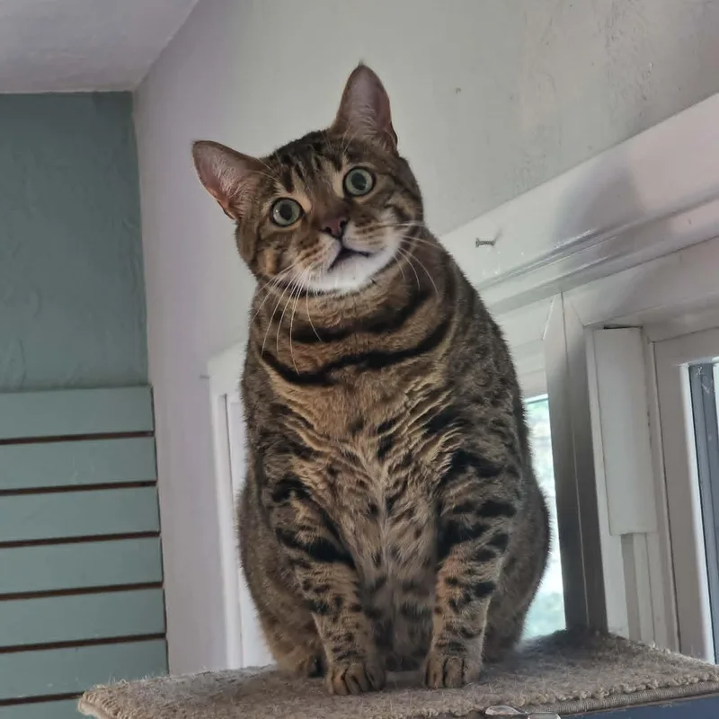 "Bigger" Tigger thumbnail 4