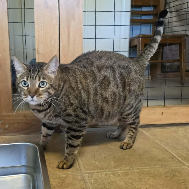 "Bigger" Tigger thumbnail 5