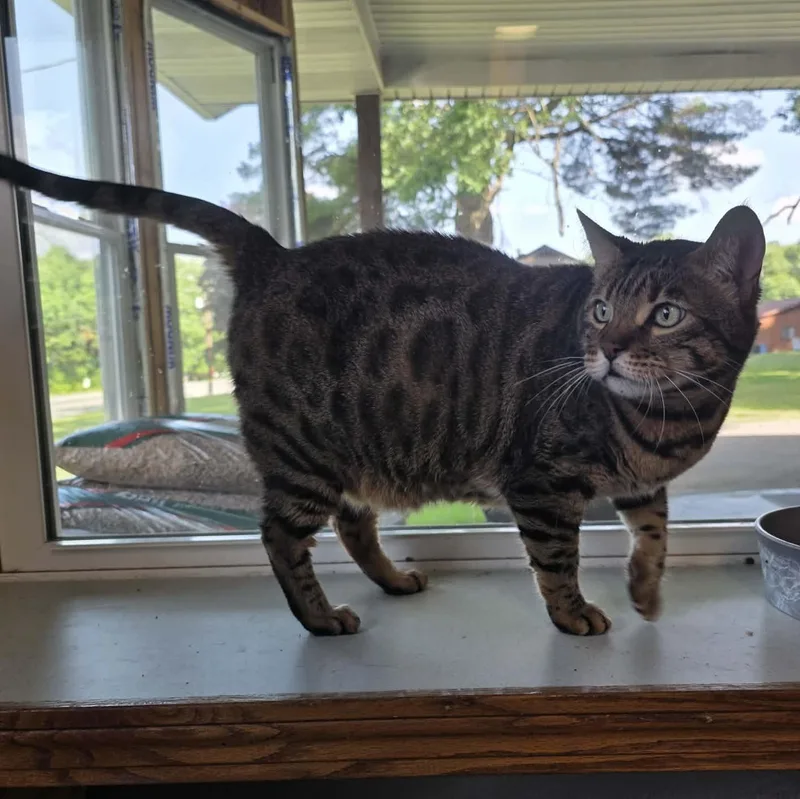 "Bigger" Tigger thumbnail 6
