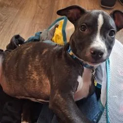 A baby medium-sized female Black Catahoula Leopard Dog dog named Izzy May for adoption in Ferndale, MI