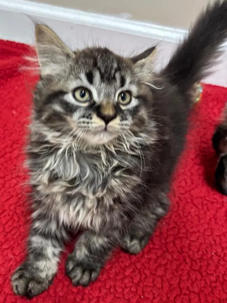 Meatball thumbnail 2