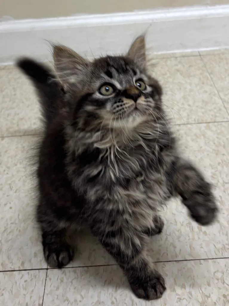 Meatball thumbnail 3