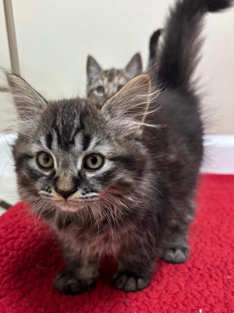 Meatball thumbnail 4