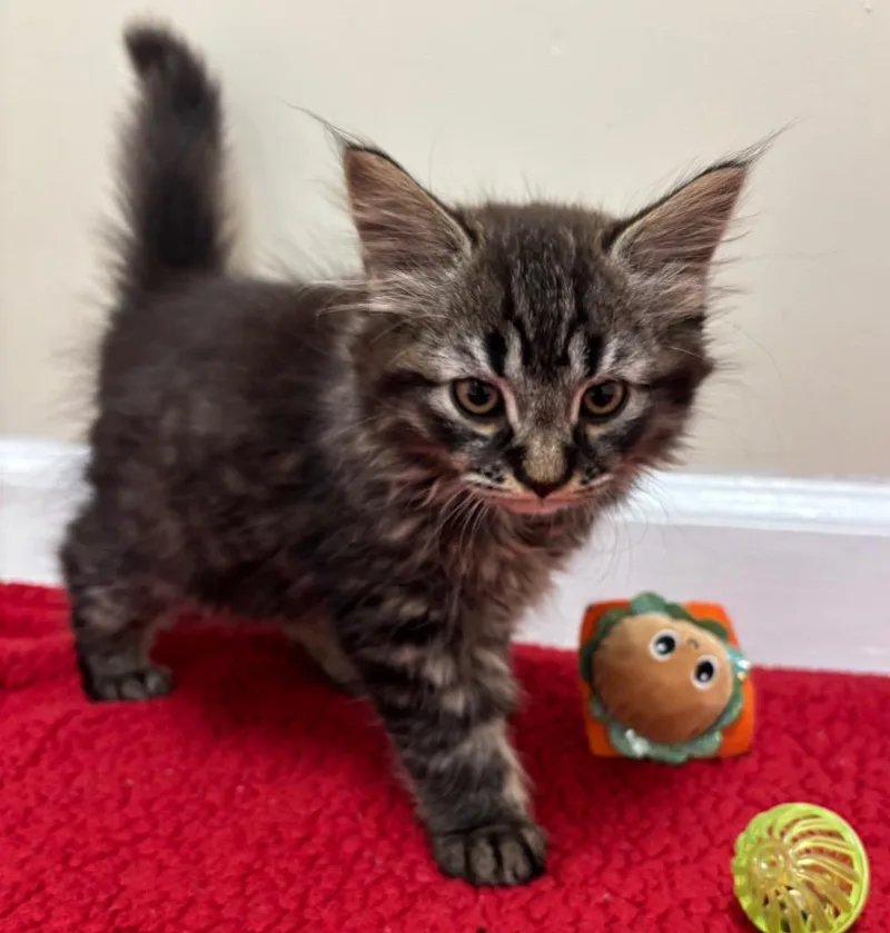 Meatball thumbnail 5