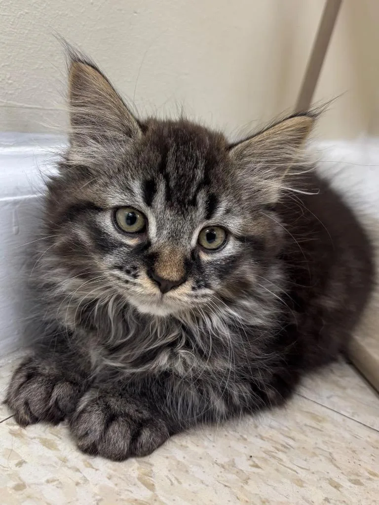 Meatball thumbnail 6