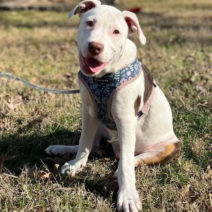 Chasebrian thumbnail 3