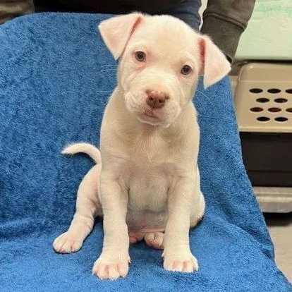 Chasebrian thumbnail 4