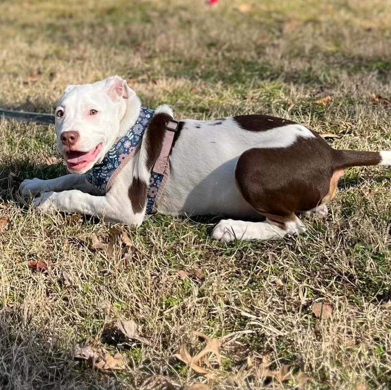 Chasebrian thumbnail 5