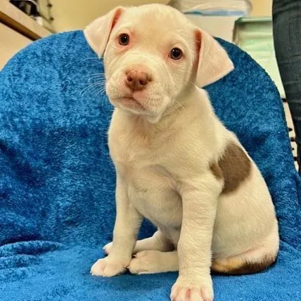 Chasebrian thumbnail 6