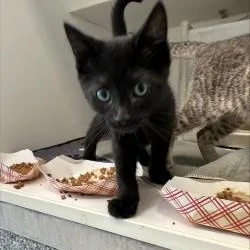 A baby medium-sized male Black Domestic Short Hair cat named Astro for adoption in Manassas, VA
