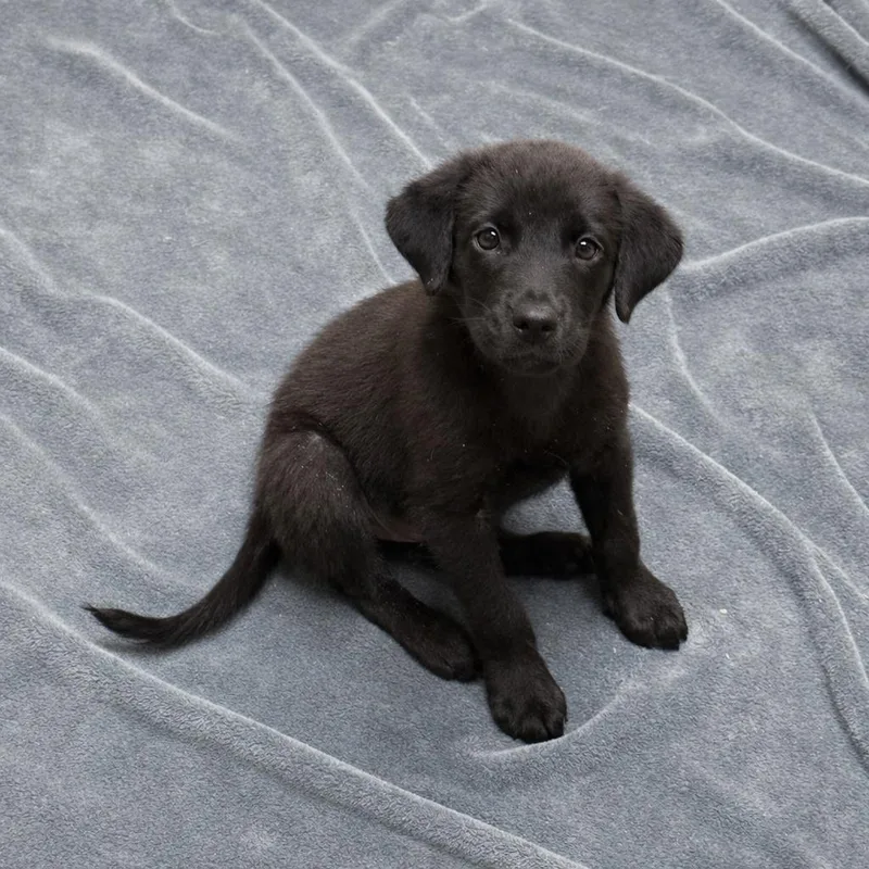 A baby medium-sized female Labrador Retriever dog named Darlin' for adoption in Brenham, TX